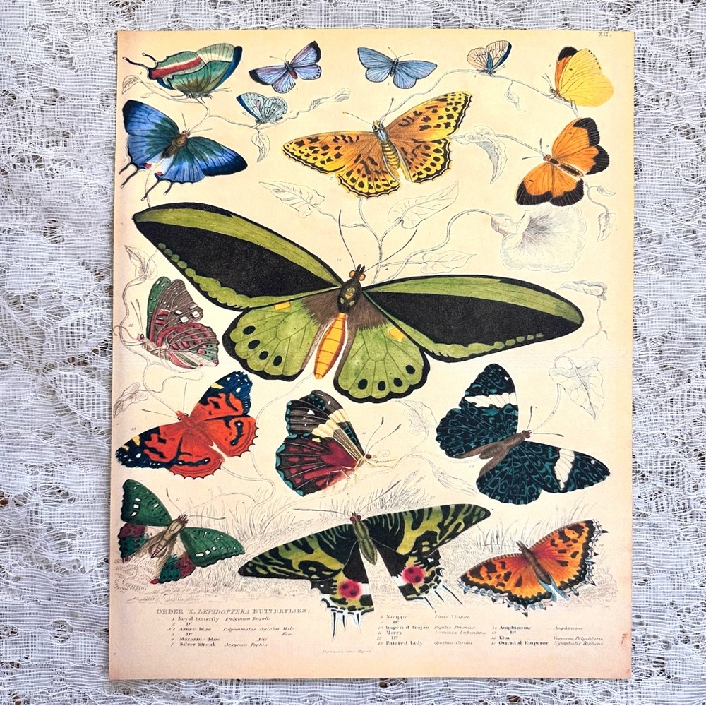 Vintage Biodiversity Butterfly Moth Chart 8x10 Print